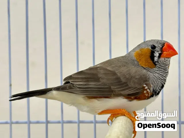 للبيع زوج زيبرا حجم كبير تغريد حار
