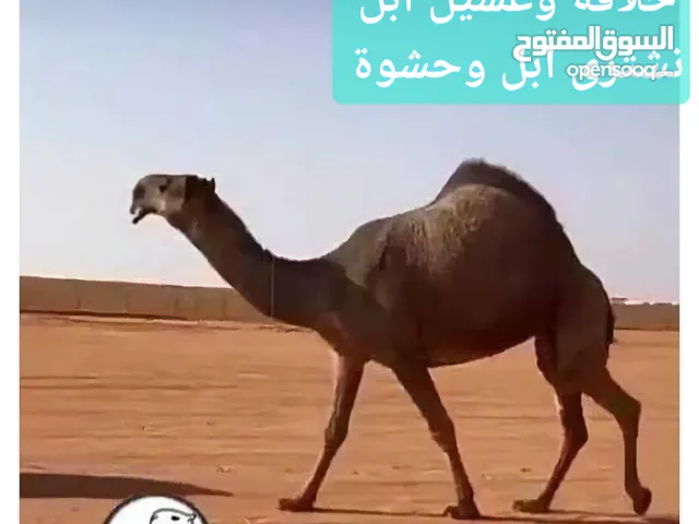 حلاقة وغسيل ابل كل مناطق الكويت
