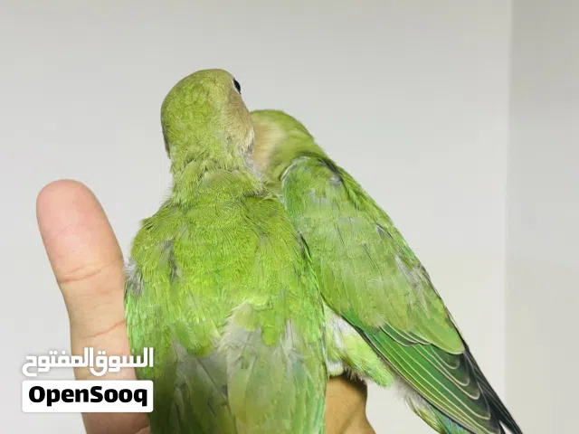 زوز مروضات سعرهم 280 معا بعض وساهل احلا ترويض ضبح عليهم يجوك داخلي وخارجي لي جاد ف شراء يتصل