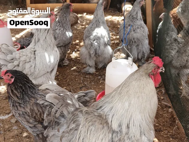 دجاج الابرهاما