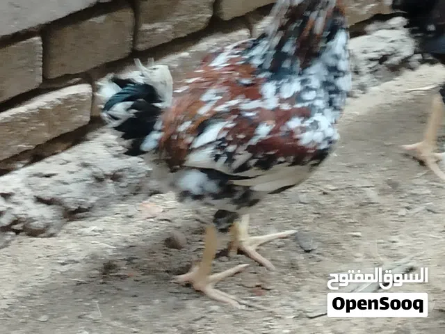 5 ديوجه للبيع