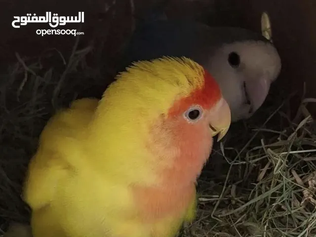 زوج روز منتج