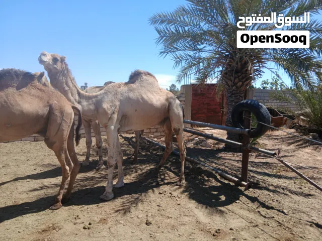 جمال للبيع