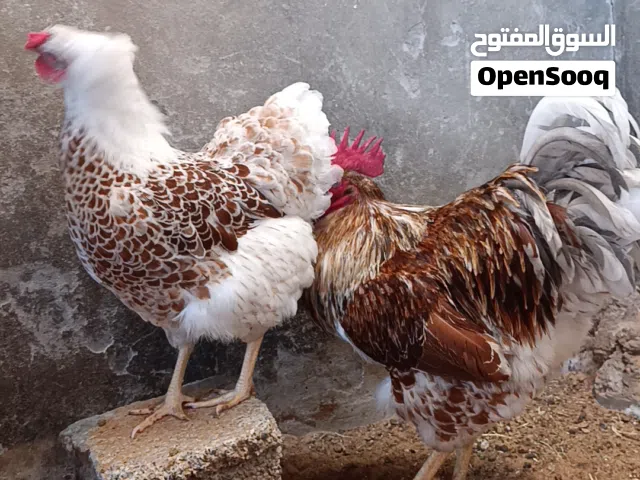 متوفر بيض ون دوت