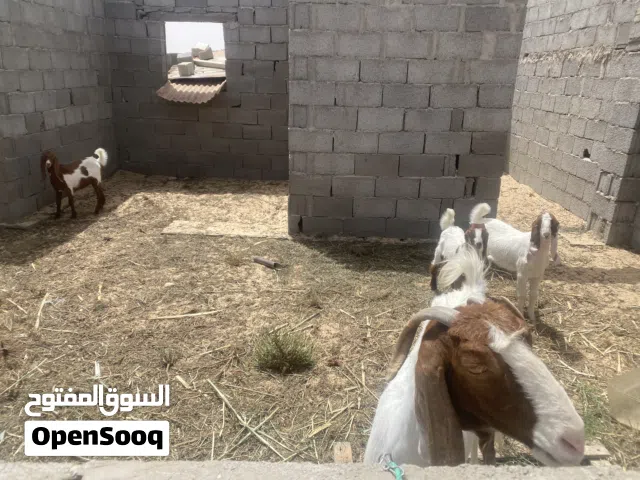 معز جديان عناق