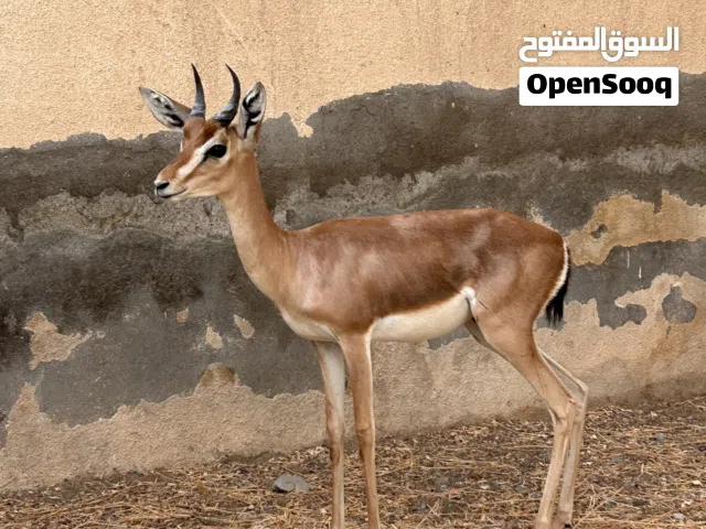 غزال ديماني