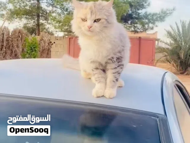 يوجد قطاء ...