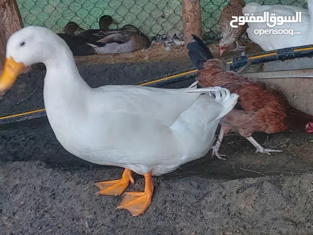 Good and healthy chicken and duck available