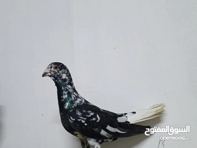 3 طيور للبيع