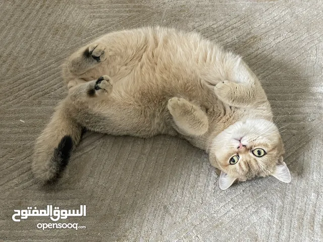 قط سكوتش ستريت ذكر - العمر 7 أشهر