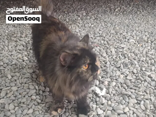 قط للبيع نظيف جدا