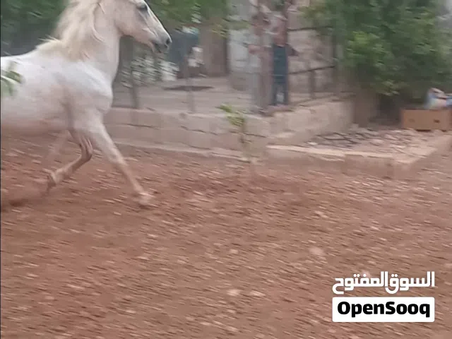 متاح فرس  البيع