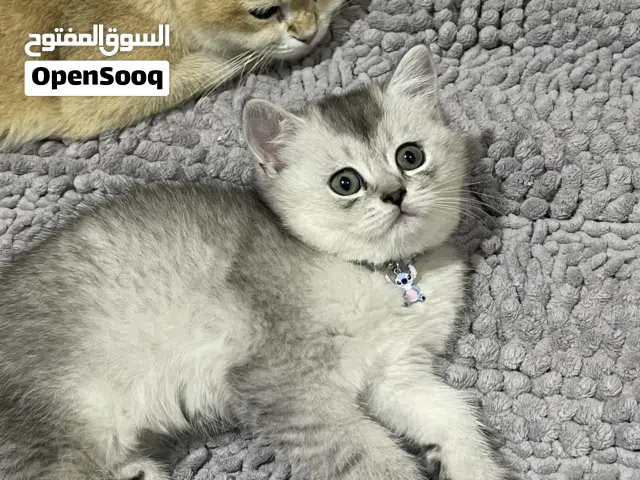 قط ذكر برتش شانشيلا شورت هير متطعم مع الباسبور وميكروشيب بصحه ممتازه متعود ع الليتر بوكس وياكل دراي