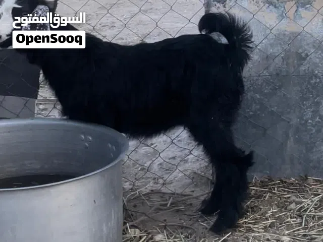 سخله من حلال العارضي