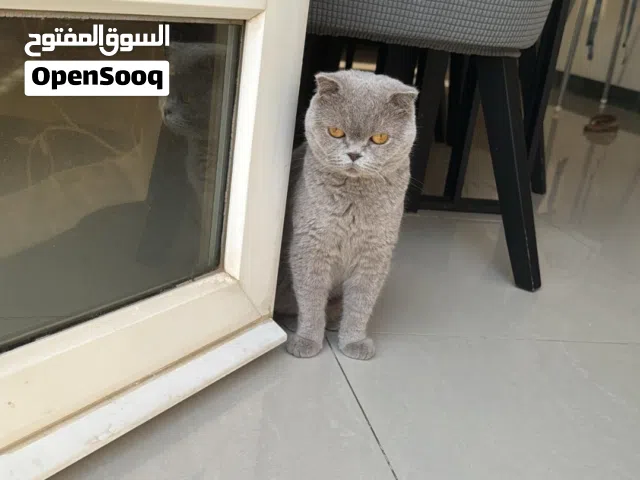 انثى سكوتش فولد