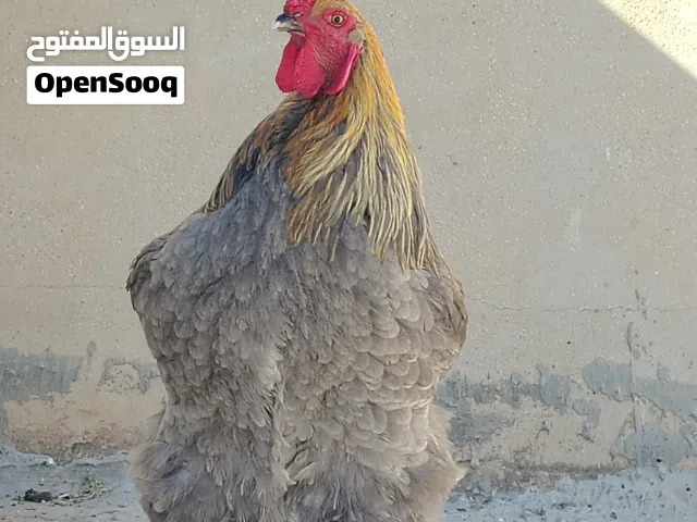 3 ديوك طفرات صحة ونظافة وجمال تبارك الله بسعر حرق( اقرا الوصف ضروري ) .............................