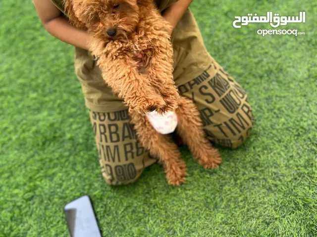 Toy poodle 3 months male العمر ثلاث شهور ذكر لعوب و اليف التواصل واتساب فقط friendly