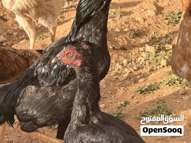 متوفر صيصان باكستاني خط اول من اهلي (كوبرا هزاز . هيراتي ) اقرأ الوصف