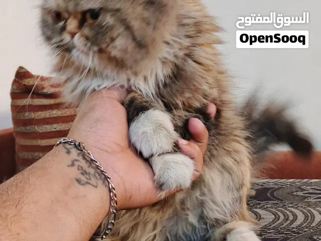 للبيع قط