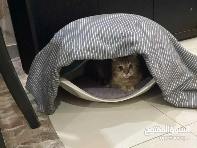 قط بنغاري العمر 3 سنوات