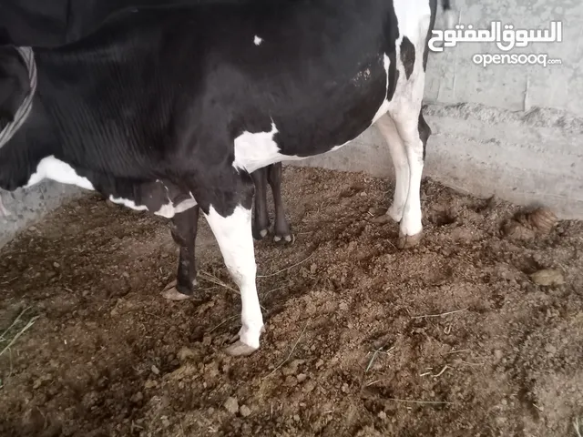 بجره سترالي كلش حلوه وسمينه مال كصابه سمينه مقبطه لحم ومعلوفه برأسها مكاني بصره ابو الخصيب