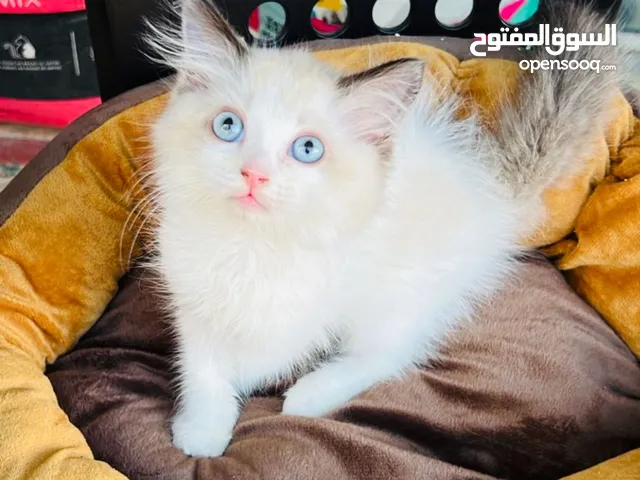 قط للبيع فقط اي قط. 1200