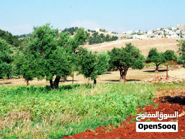 Farm Land for Sale in Jerash Al-Msherifeh