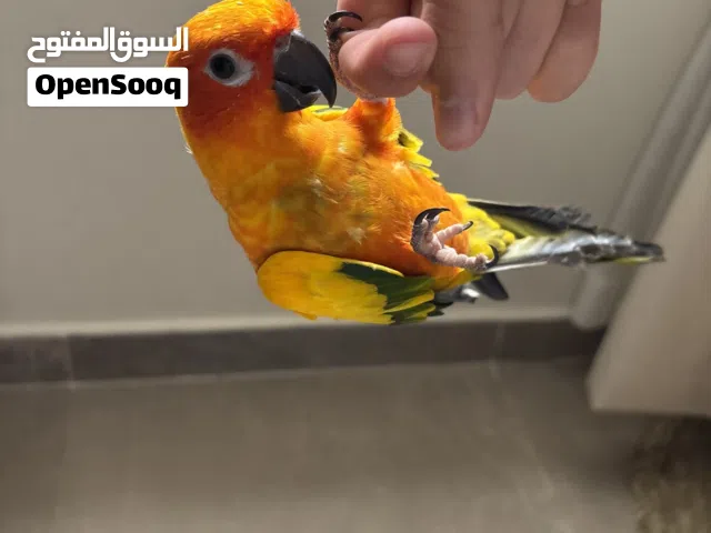 Sun conure SOLD