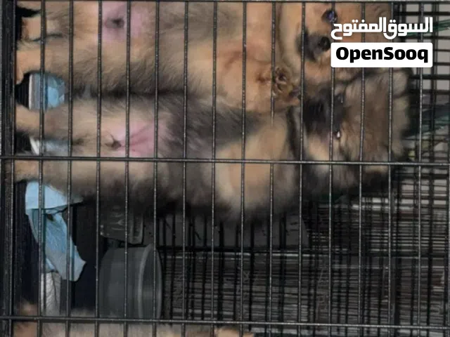 بوميرينين / Pomeranian