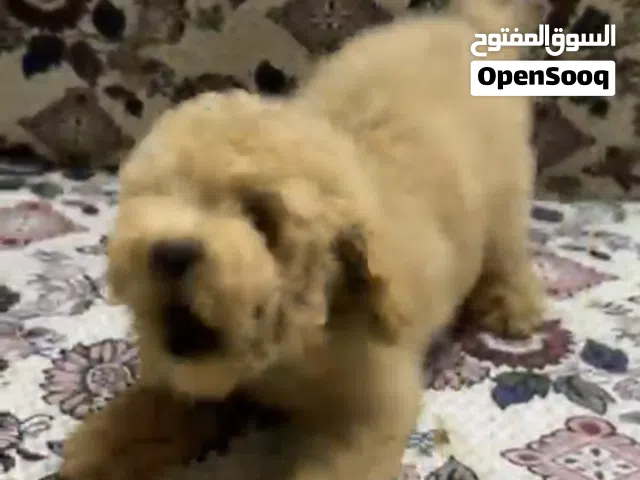 Toy light red poodle