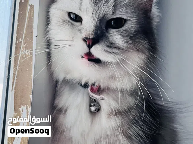 Female persian cat 1yr and 6months old