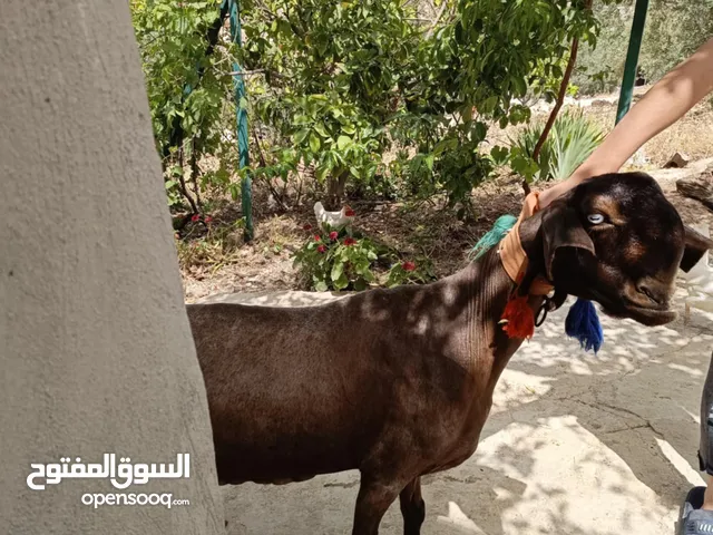 عنزه شاميه معها صخله شاميه نخب اول