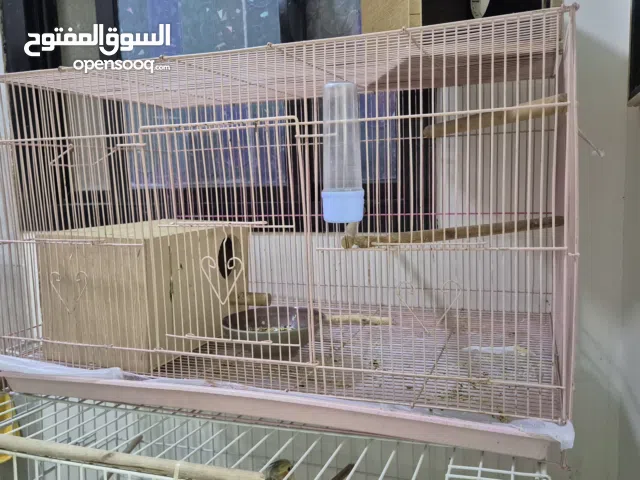 Love birds for sale along with cage