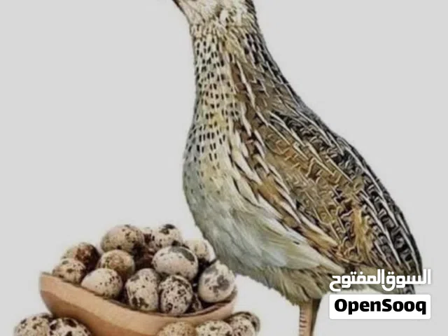 سمان سوبر جامبو اقل عن سعر السوق ثلاث بريال  تواصل واتس فقط