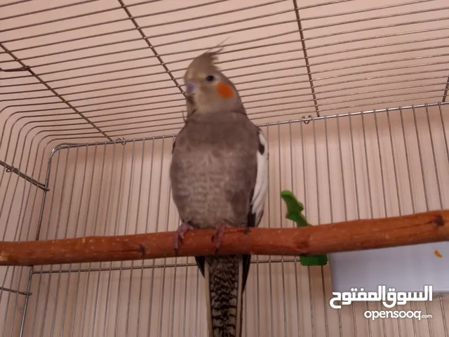 كوكتيل للبيع بسعر حرق