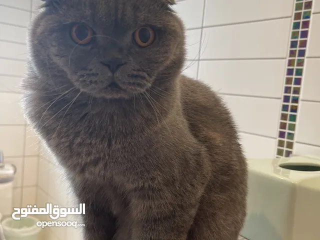 قط سكوتتش فولد للبيع