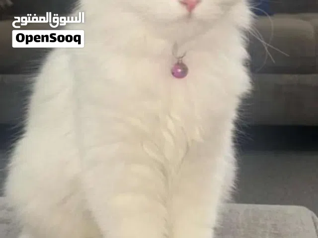 قطط شيرازية ذكورية خالصة للبيع