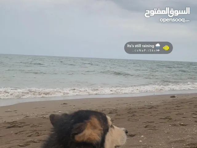 للبيع او للبدل كلب هاسكي اصل صحه جيده