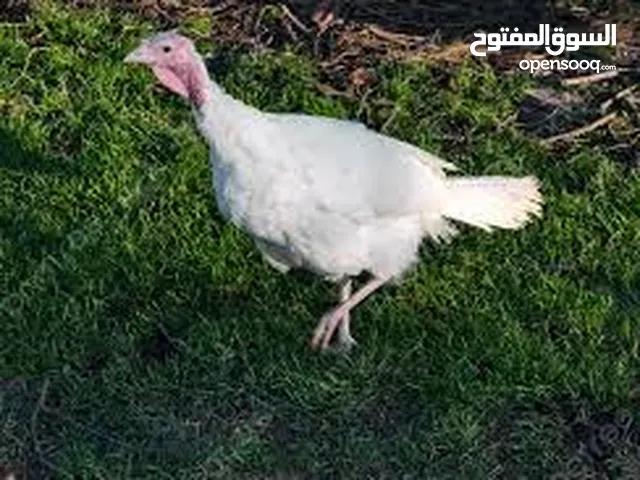 ديك رومي فرنسي نظيف جدا بسعر ممتاز