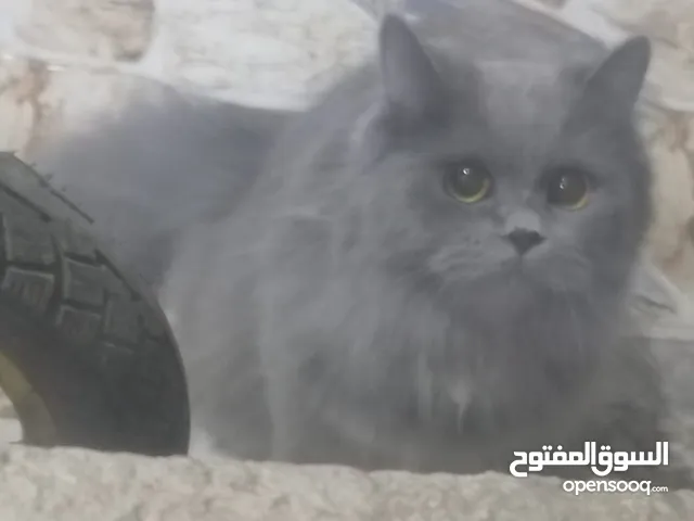 بزونه سكوشي للبيع السعر 30 وبيها مجال