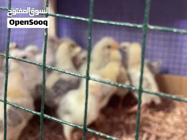 سلام عليكم متاح افراخ دندراوي العدد 22تك العمر سبوعين   ملقحات وجاهزات وصحة جيد جداا