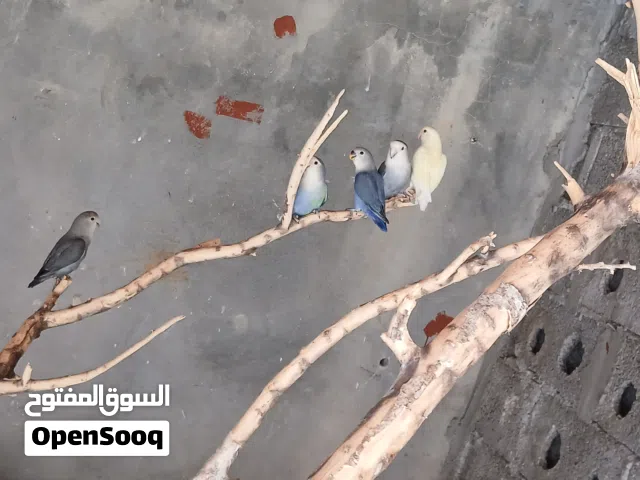 اقرا الوصف بسم الله مشاءالله كوبيه بركديلو بى انتاجها للبيع