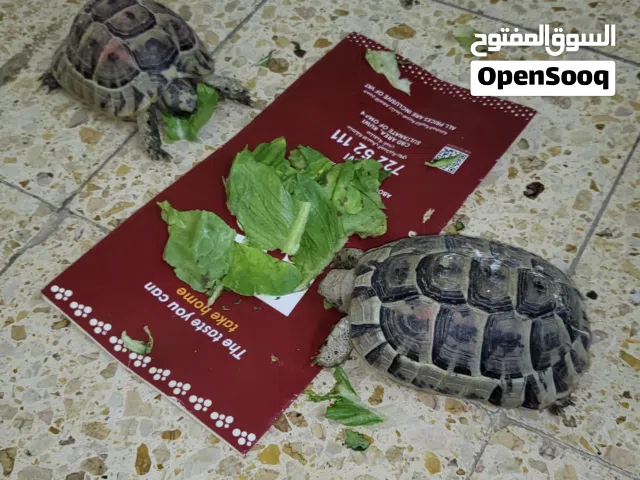 Pair of Tortoise