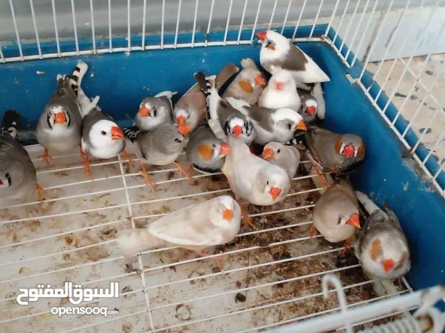 زيرا للبيع