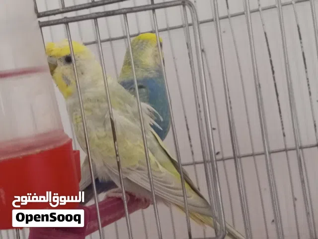كوبيات بقنيلو