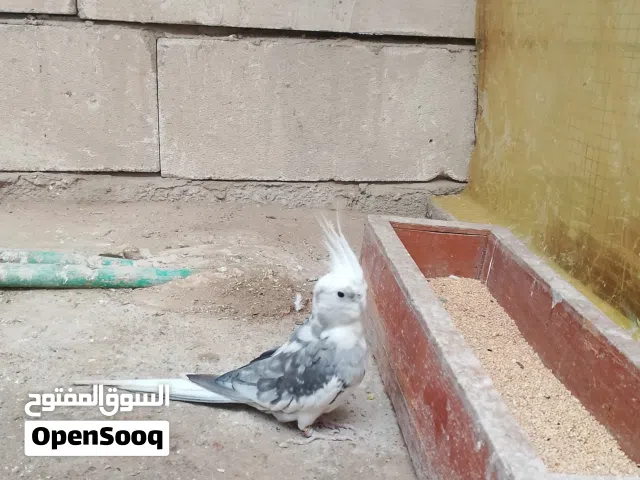 متاح ذكر كوكتيل