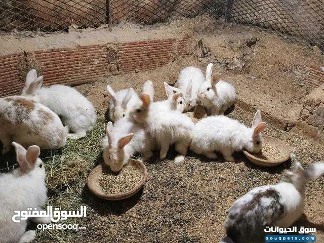 متوفر ارانب للبيع صغير وكبير وازواج