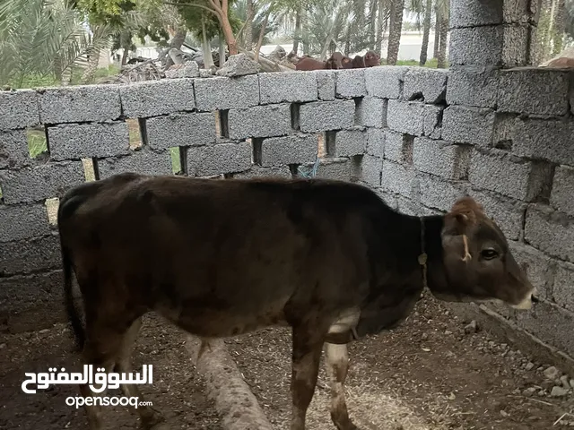 حلال عماني