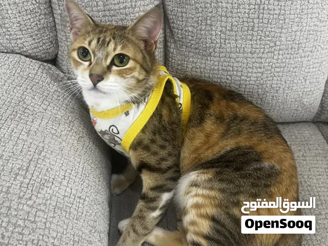 مطلوب رعاية قطة لشهر