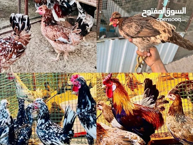 للبيع بيض دجاج عربي قديم فاخر افرق للفقاسات
